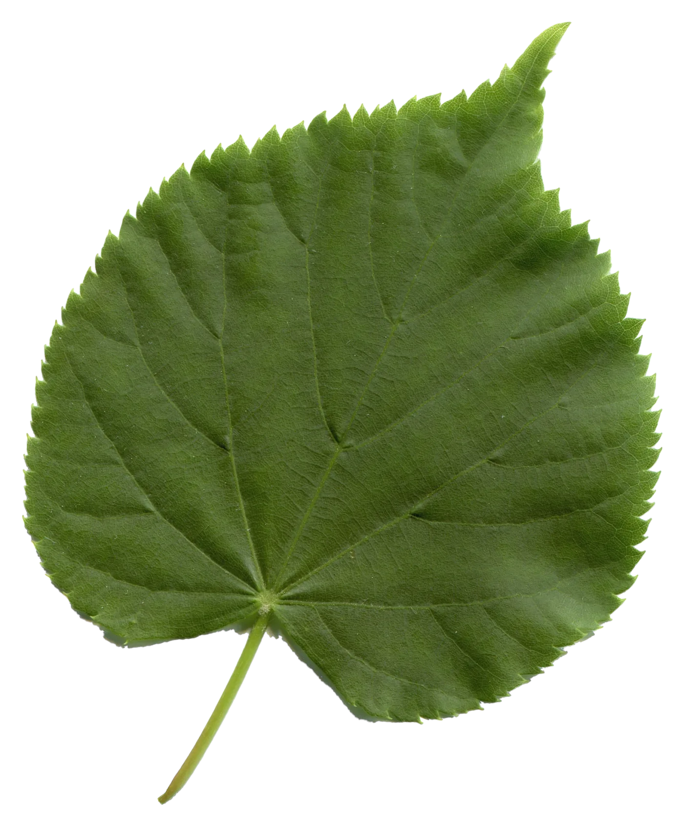 A single linden leaf lying aslant on the page, its veins running out from the midrib to the serrated edge.